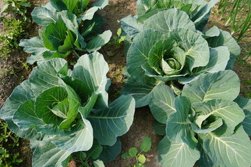 Lush Green Cabbage Plants Growing in Agricultural Field