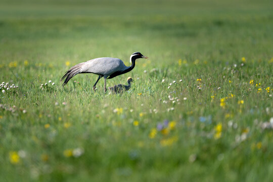 Grassland, Su Yi Crane