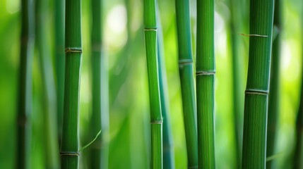 Fototapeta premium Green Bamboo Forest: A serene close-up of lush green bamboo stalks, creating a calming, natural environment that offers a sense of peace and tranquility. 