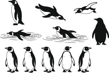 Fototapeta premium Emperor Penguin Vector Illustration Collection, Antarctic Bird in Various Poses, Diving and Swimming Black and White Nature Graphic