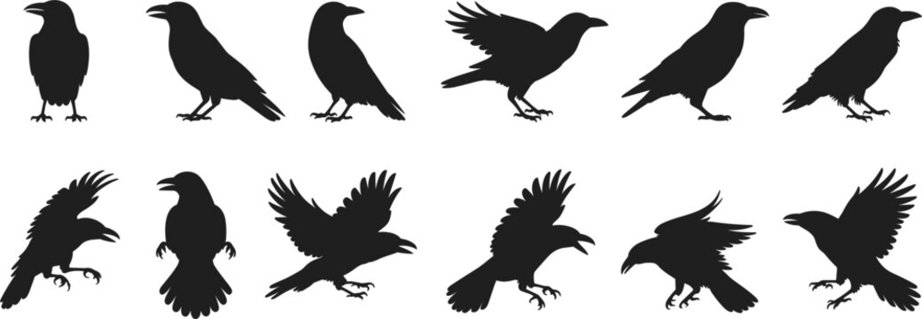 Set of black crow and raven vector silhouettes featuring birds in flight, perched, and standing poses