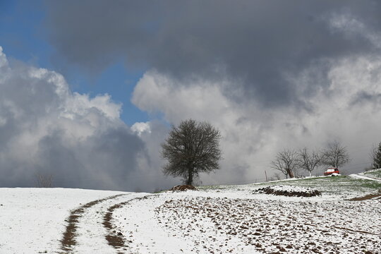 Snowy mountain leading to a lonely tree under a cloud winter sky at Mackov kamen , Serbia,.