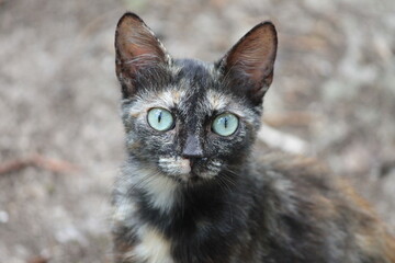 Obraz premium maca sa divnim plavo zelenim ocima