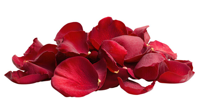 Pile of dark red rose petals lying on transparent backdrop element studio shot