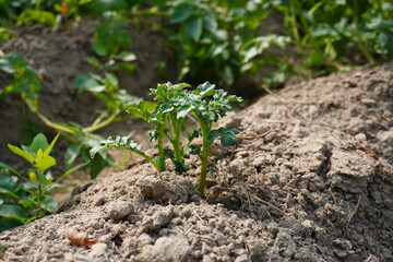 Young Potato Seedling Emerging from Loose Brown Soil