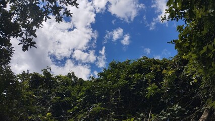Obraz premium Nature Contrast: Tree Tops under Blue Sky