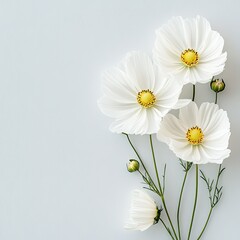 A photograph of white cosmos flowers on long stems, set against a pure white background.