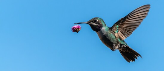 Hummingbird in flight, flower in beak, clear blue sky, nature scene, wildlife photography