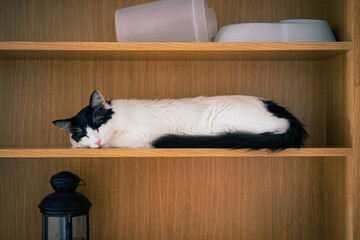 Black and white cat on sleeping on a wooden shelf © Alex Martin