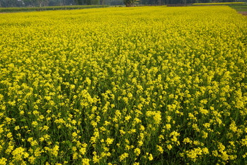 Expansive yellow mustard flower crop field in bloom