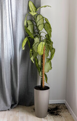 Fototapete bei efototapeten.de bestellen   