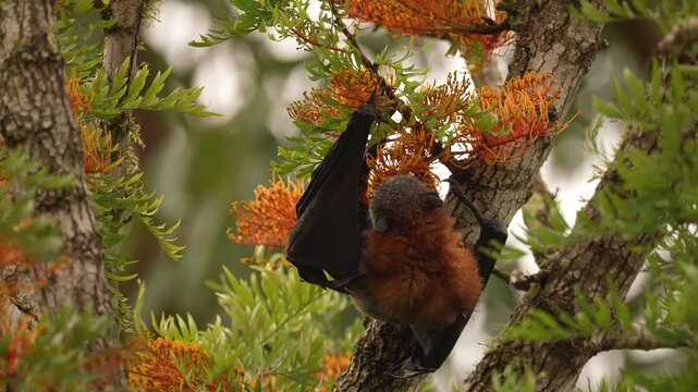 Grey-headed flying fox (Pteropus poliocephalus) bat feeding on the springtime blooms of an Eucalyptus tree in Australia. Slow motion 25 percent natural speed.