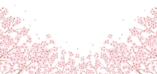 満開の桜 watercolor painting of cherry blossoms High quality-300dpi-