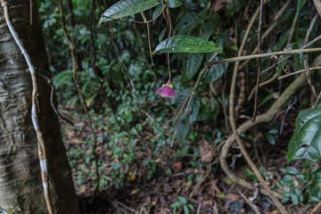pink flower hanging from branch in dense tropical jungle, khao yai, thailand