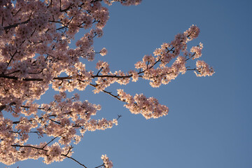 cherry blossom against blue sky