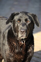 A high angle of a cute black retriever dog standing on the concrete floor