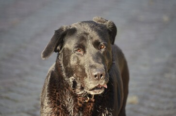 A high angle of a cute black retriever dog standing on the concrete floor