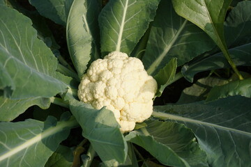 Fresh Cauliflower Head with Green Leaves Closeup