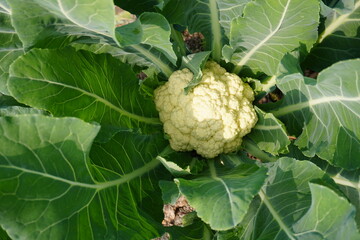 Cauliflower head green leaves farm fresh India