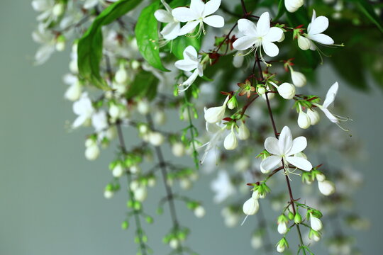 white flowers of Bridal Veil or Nodding Clerodendron blooming on the branches with green leaves
