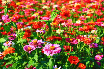 Zinnia or Youth-and-old-age flowers field,colorful Zinnia or Youth-and-old-age flowers blooming in...