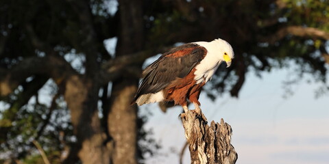 Fischadler auf Ast in Wildnis