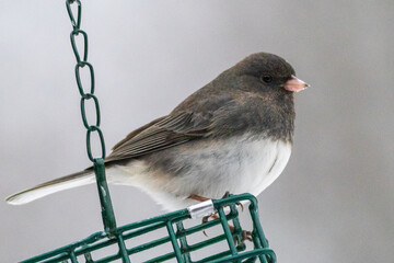 sparrow on a fence