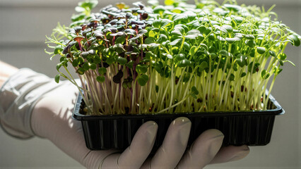 Gloved hands holding microgreens in black container
