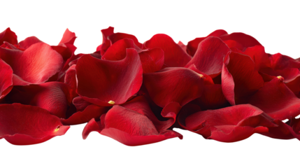 Row of vibrant red rose petals against transparent background love concepts design