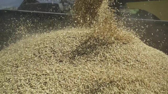 Golden oat grains cascading from a combine harvester's auger into a trailer during the autumn harvest season, with the seeds forming a large pile in slow motion