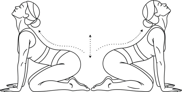 Line art illustration demonstrating the movement sequence for the yoga cat cow stretch for back mobility