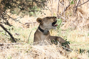 Besenderte L&ouml;win 