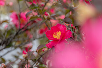 Obraz premium 咲く赤い花