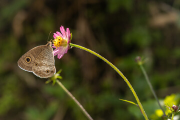 Obraz premium Brown butterfly perched on a pink wildflower sipping nectar with a soft blurred green background