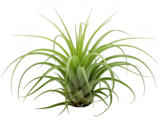 Vibrant green air plant in natural setting