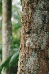 Obraz premium Rustic Trunk in Focus: A close-up view of a tree trunk with textured bark, showcasing the intricate details of nature's artistry.