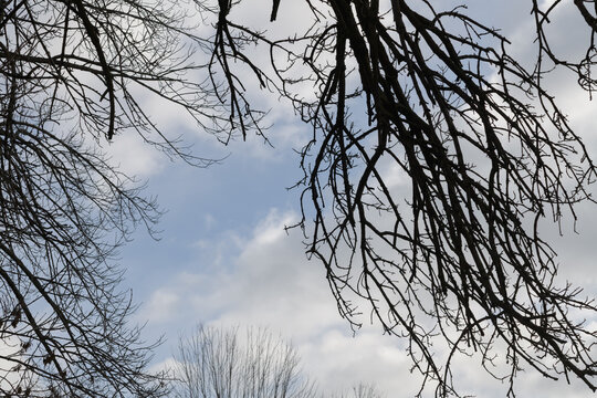 silhouette of tree branches on a cloudy blue sky in winter - Powered by Adobe