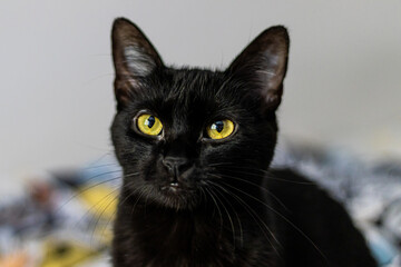 Black cat portrait © gustavo