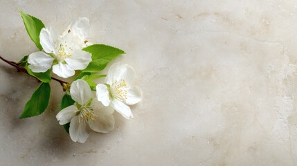 Delicate white flowers with green leaves are elegantly arranged on a soft beige marble surface