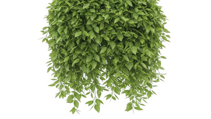 Obraz premium Lush green hanging plant with dense foliage