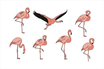 Obraz premium Six pink flamingos in various poses including standing and flying against a white background