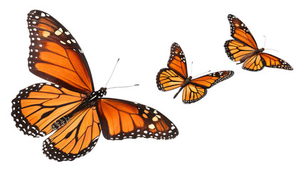 Fototapeta premium Monarch butterflies flying together in transparent background