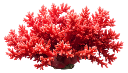 Isolated vibrant coral reef formation with intricate branches, bright red against black