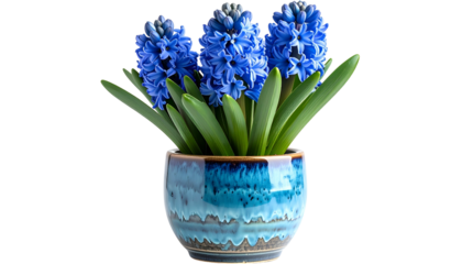 Vibrant blue hyacinth flowers bloom in a textured blue ceramic pot