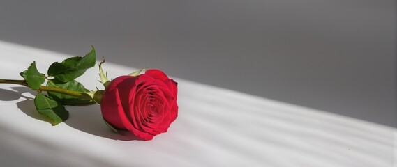 Bright red rose lies on white surface with soft light illuminating the petals and casting a shadow on the background