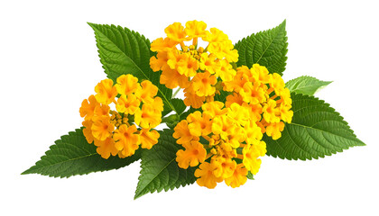 Vivid close-up of Lantana flowers, cluster of bright yellow blossoms and green leaves