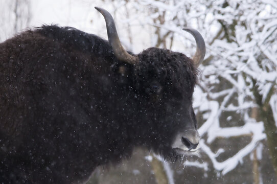 Yak in a snowstorm
