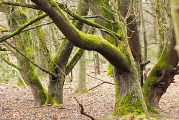 Fototapeta premium Thick branches covered in moss, branches turned green by moss growth, bark full of moss, thin bare branches, bryophytes, forest floor with brown leaves