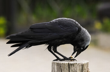 Choucas des tours © JAG IMAGES