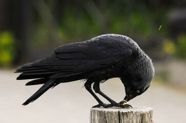 Choucas des tours © JAG IMAGES